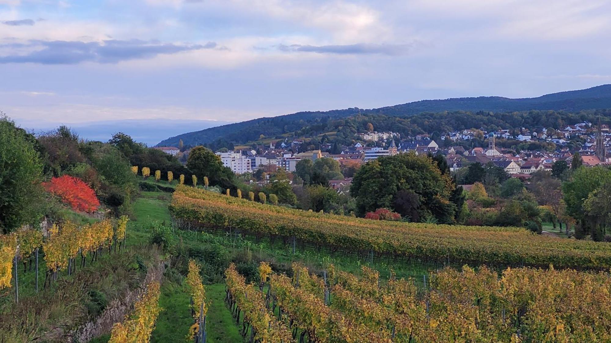 Ihr Bett Mit Blick Auf Die Weinberge Bad Dürkheim Екстериор снимка